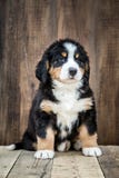 Χαριτωμένο σκυλί κουταβιών βουνών Bernese στοκ εικόνες Χαριτωμένο σκυλί κουταβιών βουνών Bernese στοκ εικόνες