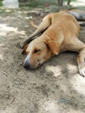 Χαριτωμένο υπόλοιπο σκυλιών το καλοκαίρι στοκ εικόνες Χαριτωμένο υπόλοιπο σκυλιών το καλοκαίρι στοκ εικόνες