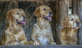 3 χαριτωμένο χρυσό Retrivers στοκ εικόνες 3 χαριτωμένο χρυσό Retrivers στοκ εικόνες