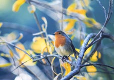 Χαριτωμένος λίγο πουλί Robin με την πορτοκαλιά συνεδρίαση στηθών στο branche στοκ εικόνες με δικαίωμα ελεύθερης χρήσης Χαριτωμένος λίγο πουλί Robin με την πορτοκαλιά συνεδρίαση στηθών στο branche στοκ εικόνες με δικαίωμα ελεύθερης χρήσης