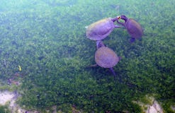 Χελώνες που κολυμπούν στα shallows της λίμνης παπιών στο αγρόκτημα φασιανών της μπύρας της Maggie Στοκ φωτογραφία με δικαίωμα ελεύθερης χρήσης Χελώνες που κολυμπούν στα shallows της λίμνης παπιών στο αγρόκτημα φασιανών της μπύρας της Maggie Στοκ φωτογραφία με δικαίωμα ελεύθερης χρήσης