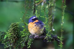 Χιονώδης-browed Flycatcher στοκ εικόνα Χιονώδης-browed Flycatcher στοκ εικόνα