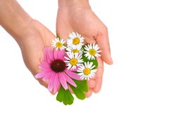 χορτάρια χεριών ΓΠ echinacea που κ&rh Στοκ φωτογραφία με δικαίωμα ελεύθερης χρήσης χορτάρια χεριών ΓΠ echinacea που κ&rh Στοκ φωτογραφία με δικαίωμα ελεύθερης χρήσης