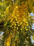 Χρυσά ντους & x28 Συρίγγιο Λ της Cassia & x29 λουλούδια κάτω από το χρυσό φως βραδιού στοκ φωτογραφίες με δικαίωμα ελεύθερης χρήσης Χρυσά ντους & x28 Συρίγγιο Λ της Cassia & x29 λουλούδια κάτω από το χρυσό φως βραδιού στοκ φωτογραφίες με δικαίωμα ελεύθερης χρήσης