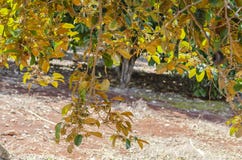 Χρυσή πλευρά του δέντρου Chrysophyllum Cainito στοκ φωτογραφίες Χρυσή πλευρά του δέντρου Chrysophyllum Cainito στοκ φωτογραφίες