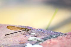 Χρυσή συνεδρίαση damselfly σε έναν τούβλινο στοκ φωτογραφία Χρυσή συνεδρίαση damselfly σε έναν τούβλινο στοκ φωτογραφία