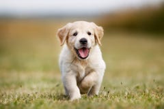 χρυσό ευτυχές retriever κουταβιών στοκ εικόνες χρυσό ευτυχές retriever κουταβιών στοκ εικόνες