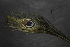 Χρυσό φτερό peacock στο μαύρο υπόβαθρο πετρών στοκ φωτογραφία με δικαίωμα ελεύθερης χρήσης Χρυσό φτερό peacock στο μαύρο υπόβαθρο πετρών στοκ φωτογραφία με δικαίωμα ελεύθερης χρήσης