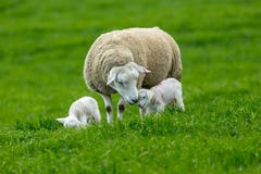 Χρόνος τοκετού, προβατίνα Texel με τα δίδυμα αρνιά στοκ εικόνα Χρόνος τοκετού, προβατίνα Texel με τα δίδυμα αρνιά στοκ εικόνα
