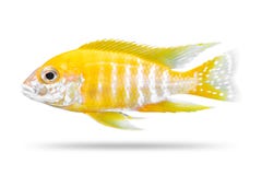 Ψάρια Cichlids που απομονώνονται στο άσπρο υπόβαθρο Κίτρινο χρώμα r στοκ φωτογραφία με δικαίωμα ελεύθερης χρήσης Ψάρια Cichlids που απομονώνονται στο άσπρο υπόβαθρο Κίτρινο χρώμα r στοκ φωτογραφία με δικαίωμα ελεύθερης χρήσης