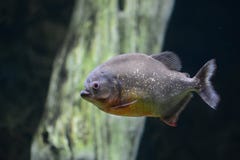 Ψάρια Piranha στοκ εικόνα Ψάρια Piranha στοκ εικόνα