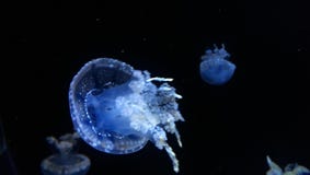 Ψάρια ζελατίνας με τη μαύρη πτώση στοκ εικόνες με δικαίωμα ελεύθερης χρήσης Ψάρια ζελατίνας με τη μαύρη πτώση στοκ εικόνες με δικαίωμα ελεύθερης χρήσης