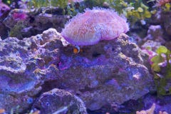 Ψάρια κλόουν με το κοράλλι anemone θάλασσας στο σκοτεινό ελαφρύ ενυδρείο στοκ εικόνα με δικαίωμα ελεύθερης χρήσης Ψάρια κλόουν με το κοράλλι anemone θάλασσας στο σκοτεινό ελαφρύ ενυδρείο στοκ εικόνα με δικαίωμα ελεύθερης χρήσης