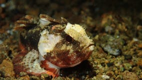 Ψάρια πετρών μωρών σε Anilao φιλιππινέζικο στοκ εικόνα Ψάρια πετρών μωρών σε Anilao φιλιππινέζικο στοκ εικόνα