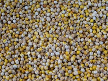 ψημένο άμμος chickpea στοκ εικόνες με δικαίωμα ελεύθερης χρήσης ψημένο άμμος chickpea στοκ εικόνες με δικαίωμα ελεύθερης χρήσης