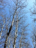 Όμορφα δέντρα και μπλε skyï ¼ ŒI όπως στοκ εικόνες Όμορφα δέντρα και μπλε skyï ¼ ŒI όπως στοκ εικόνες