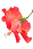 Όμορφα κόκκινα hibiscus Όμορφα κόκκινα hibiscus