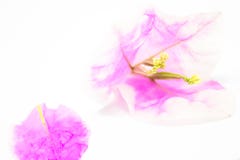Όμορφα λουλούδια Bougainvillea στο άσπρο υπόβαθρο στοκ φωτογραφία με δικαίωμα ελεύθερης χρήσης Όμορφα λουλούδια Bougainvillea στο άσπρο υπόβαθρο στοκ φωτογραφία με δικαίωμα ελεύθερης χρήσης
