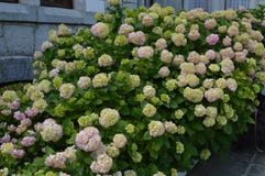 Όμορφα λουλούδια του άσπρου και ρόδινου hydrangea στον κήπο στοκ εικόνα με δικαίωμα ελεύθερης χρήσης Όμορφα λουλούδια του άσπρου και ρόδινου hydrangea στον κήπο στοκ εικόνα με δικαίωμα ελεύθερης χρήσης