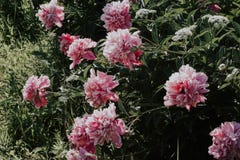 Όμορφα ρόδινα peonies του Μπους σε ένα υπόβαθρο της πράσινης χλόης Ρόδινα και άσπρα λουλούδια στον κήπο Ανάπτυξη Peonies στη χλόη στοκ εικόνες Όμορφα ρόδινα peonies του Μπους σε ένα υπόβαθρο της πράσινης χλόης Ρόδινα και άσπρα λουλούδια στον κήπο Ανάπτυξη Peonies στη χλόη στοκ εικόνες