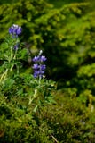 Όμορφες άγρια περιοχές bluebells που αυξάνονται στην Αλάσκα στοκ εικόνες με δικαίωμα ελεύθερης χρήσης Όμορφες άγρια περιοχές bluebells που αυξάνονται στην Αλάσκα στοκ εικόνες με δικαίωμα ελεύθερης χρήσης