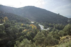 Όμορφες πτώσεις φωτός του ήλιου στις ελιές στο λόφο κοντά στο δρόμο ασφάλτου στο φθινόπωρο στοκ φωτογραφίες Όμορφες πτώσεις φωτός του ήλιου στις ελιές στο λόφο κοντά στο δρόμο ασφάλτου στο φθινόπωρο στοκ φωτογραφίες