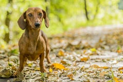 Όμορφη εικόνα ενός dachshund που περπατά στο δάσος μια ηλιόλουστη ημέρα φθινοπώρου στοκ φωτογραφία Όμορφη εικόνα ενός dachshund που περπατά στο δάσος μια ηλιόλουστη ημέρα φθινοπώρου στοκ φωτογραφία