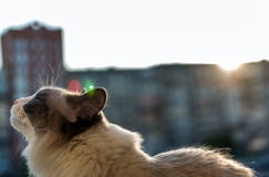 Όμορφη εσωτερική συνεδρίαση γατών στο υπόβαθρο του ηλιοβασιλέματος στοκ εικόνες Όμορφη εσωτερική συνεδρίαση γατών στο υπόβαθρο του ηλιοβασιλέματος στοκ εικόνες