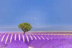 Όμορφη θερινή φύση Lavender τοπίο θερινού ηλιοβασιλέματος τομέων κοντά σε Valensole Γαλλία Προβηγκία στοκ εικόνα με δικαίωμα ελεύθερης χρήσης Όμορφη θερινή φύση Lavender τοπίο θερινού ηλιοβασιλέματος τομέων κοντά σε Valensole Γαλλία Προβηγκία στοκ εικόνα με δικαίωμα ελεύθερης χρήσης