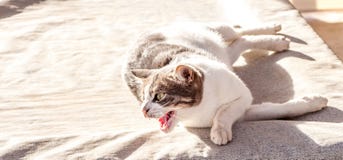 Όμορφη θηλυκή γάτα μπλε ματιών, hypoallergenic γάτα Ζώο που μπορεί να είναι κατοικίδιο ζώο από τους ανθρώπους που είναι αλλεργικό στοκ φωτογραφία Όμορφη θηλυκή γάτα μπλε ματιών, hypoallergenic γάτα Ζώο που μπορεί να είναι κατοικίδιο ζώο από τους ανθρώπους που είναι αλλεργικό στοκ φωτογραφία