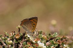 Όμορφη κοινή πεταλούδα phlaeas lycaena χαλκού στοκ φωτογραφία με δικαίωμα ελεύθερης χρήσης Όμορφη κοινή πεταλούδα phlaeas lycaena χαλκού στοκ φωτογραφία με δικαίωμα ελεύθερης χρήσης