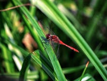 Όμορφη κόκκινη λιβελλούλη, sanguineum Sympetrum που στηρίζεται σε μια λεπίδα της χλόης σε ένα πράσινο υπόβαθρο κοντά στη λίμνη Αρ στοκ εικόνα με δικαίωμα ελεύθερης χρήσης Όμορφη κόκκινη λιβελλούλη, sanguineum Sympetrum που στηρίζεται σε μια λεπίδα της χλόης σε ένα πράσινο υπόβαθρο κοντά στη λίμνη Αρ στοκ εικόνα με δικαίωμα ελεύθερης χρήσης