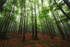 Όμορφη φύση στο πρωί στο misty δάσος άνοιξη με τις ακτίνες ήλιων στοκ φωτογραφία με δικαίωμα ελεύθερης χρήσης Όμορφη φύση στο πρωί στο misty δάσος άνοιξη με τις ακτίνες ήλιων στοκ φωτογραφία με δικαίωμα ελεύθερης χρήσης