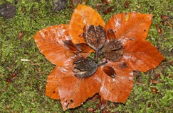 Όμορφο sylvatica Fagus καρυδιών, σπόρων και φύλλων οξιών που βρίσκεται στο mossy δασικό πάτωμα το φθινόπωρο στοκ εικόνες Όμορφο sylvatica Fagus καρυδιών, σπόρων και φύλλων οξιών που βρίσκεται στο mossy δασικό πάτωμα το φθινόπωρο στοκ εικόνες