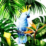 Όμορφο άσπρο Cockatoo, ζωηρόχρωμος μεγάλος παπαγάλος στο τροπικό δάσος ζουγκλών, τα εξωτικά λουλούδια και τα φύλλα, απεικόνιση wa Στοκ Εικόνες Όμορφο άσπρο Cockatoo, ζωηρόχρωμος μεγάλος παπαγάλος στο τροπικό δάσος ζουγκλών, τα εξωτικά λουλούδια και τα φύλλα, απεικόνιση wa Στοκ Εικόνες