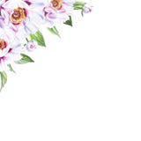 Όμορφο άσπρο peony πλαίσιο γωνιών r Floral τυπωμένη ύλη Σχέδιο δεικτών απεικόνιση αποθεμάτων Όμορφο άσπρο peony πλαίσιο γωνιών r Floral τυπωμένη ύλη Σχέδιο δεικτών απεικόνιση αποθεμάτων