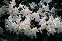 Όμορφο άσπρο rhododendron κατά τη διάρκεια της άνθισης άνοιξη στοκ εικόνες Όμορφο άσπρο rhododendron κατά τη διάρκεια της άνθισης άνοιξη στοκ εικόνες