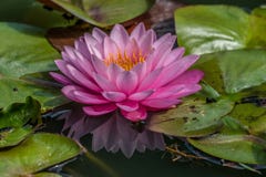 Όμορφο ανοιχτό ροζ waterlily στη λίμνη στοκ φωτογραφίες Όμορφο ανοιχτό ροζ waterlily στη λίμνη στοκ φωτογραφίες