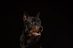 Όμορφο μαύρο αρσενικό doberman σκυλί στο μαύρο υπόβαθρο στοκ φωτογραφία με δικαίωμα ελεύθερης χρήσης Όμορφο μαύρο αρσενικό doberman σκυλί στο μαύρο υπόβαθρο στοκ φωτογραφία με δικαίωμα ελεύθερης χρήσης