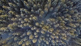Όμορφο σιωπηλό πιό forrest τοπίο το χειμώνα χιονιού φιλμ μικρού μήκους Όμορφο σιωπηλό πιό forrest τοπίο το χειμώνα χιονιού φιλμ μικρού μήκους