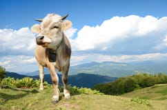 Όμορφο τοπίο με την αγελάδα σε ένα κλίμα των βουνών και των σύννεφων στον ουρανό στοκ φωτογραφία Όμορφο τοπίο με την αγελάδα σε ένα κλίμα των βουνών και των σύννεφων στον ουρανό στοκ φωτογραφία