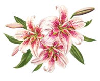Όμορφοι ρόδινοι κρίνοι r Floral τυπωμένη ύλη Σχέδιο δεικτών διανυσματική απεικόνιση Όμορφοι ρόδινοι κρίνοι r Floral τυπωμένη ύλη Σχέδιο δεικτών διανυσματική απεικόνιση
