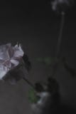 Όμορφος ανοικτό ροζ κλάδος λουλουδιών στοκ φωτογραφίες με δικαίωμα ελεύθερης χρήσης Όμορφος ανοικτό ροζ κλάδος λουλουδιών στοκ φωτογραφίες με δικαίωμα ελεύθερης χρήσης
