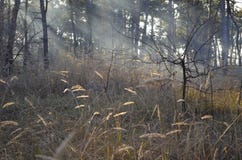 Όμορφος κάλαμος στην υδρονέφωση στις ακτίνες του ήλιου στοκ φωτογραφίες Όμορφος κάλαμος στην υδρονέφωση στις ακτίνες του ήλιου στοκ φωτογραφίες