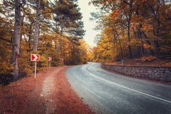 Όμορφος δρόμος ασφάλτου στο δάσος φθινοπώρου στην ανατολή Στοκ εικόνα με δικαίωμα ελεύθερης χρήσης Όμορφος δρόμος ασφάλτου στο δάσος φθινοπώρου στην ανατολή Στοκ εικόνα με δικαίωμα ελεύθερης χρήσης