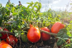 Ώριμες κόκκινες ντομάτες στον τομέα, υπαίθρια, κατά τη διάρκεια της συγκομιδής στοκ φωτογραφίες με δικαίωμα ελεύθερης χρήσης Ώριμες κόκκινες ντομάτες στον τομέα, υπαίθρια, κατά τη διάρκεια της συγκομιδής στοκ φωτογραφίες με δικαίωμα ελεύθερης χρήσης