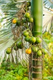 Ώριμο areca κινηματογραφήσεων σε πρώτο πλάνο καρύδι ή Areca catechu, ακατέργαστο betel - καρύδι στοκ φωτογραφία Ώριμο areca κινηματογραφήσεων σε πρώτο πλάνο καρύδι ή Areca catechu, ακατέργαστο betel - καρύδι στοκ φωτογραφία