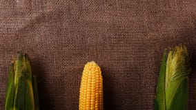 Ώριμο burlap καλαμποκιού υπόβαθρο φρέσκος αραβόσιτος Τοπ όψη Θέση κειμένων στοκ εικόνες Ώριμο burlap καλαμποκιού υπόβαθρο φρέσκος αραβόσιτος Τοπ όψη Θέση κειμένων στοκ εικόνες