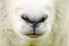 Абстрактная предпосылка рта носа стороны крупного плана овец фермы стоковое изображение rf Абстрактная предпосылка рта носа стороны крупного плана овец фермы стоковое изображение rf