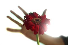 Абстрактное изображение красивого красного цветения головы цветка gerbera с расплывчатой человеческой рукой пробуя к удержанию ее стоковая фотография Абстрактное изображение красивого красного цветения головы цветка gerbera с расплывчатой человеческой рукой пробуя к удержанию ее стоковая фотография